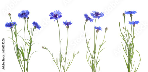 Set with beautiful blue cornflowers on white background. Banner design photo