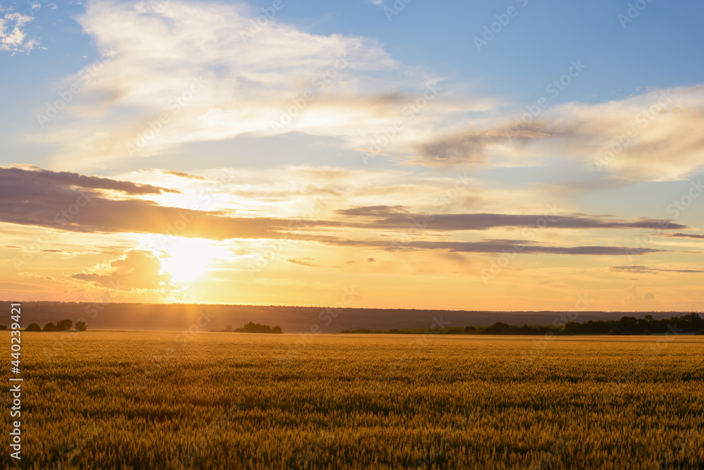 Rural landscape sunset over wheat field and sky with clouds