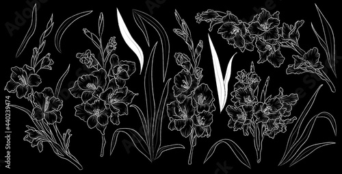 Set of hand drawn flower gladiolus and leaves. Isolated vector. White outline plant on black background.