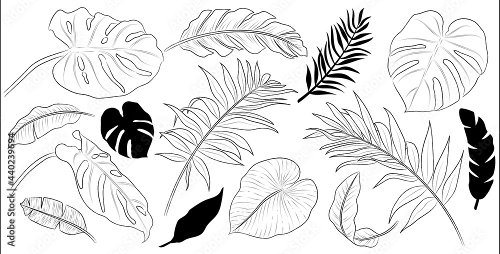 Set of hand drawn palm leaves. Isolated vector. Black outline plant on white background. Set of hand drawn palm leaves. Isolated vector. Black outline plant on white background.