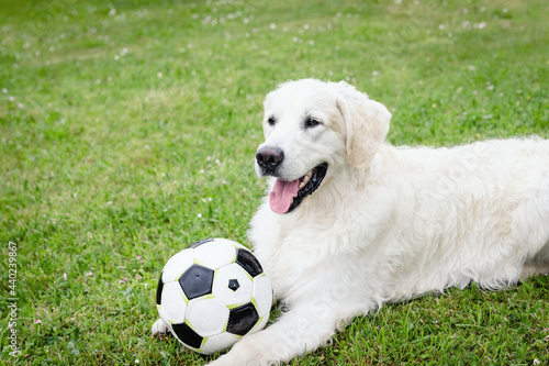 Golden Retriever dog enjoys playing football in summer meadow.