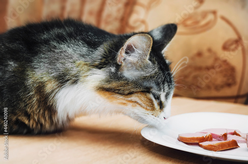 Obraz na plátne The cat sniffs the sausage lying on the plate.