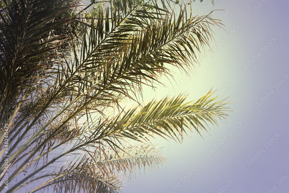 Beautiful view of palm branches on sunny summer day. Stylized color toning Beautiful view of palm branches on sunny summer day. Stylized color toning