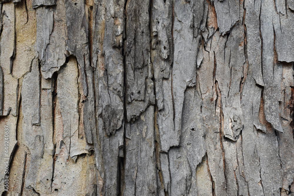 Texture of big tree bark Texture of big tree bark