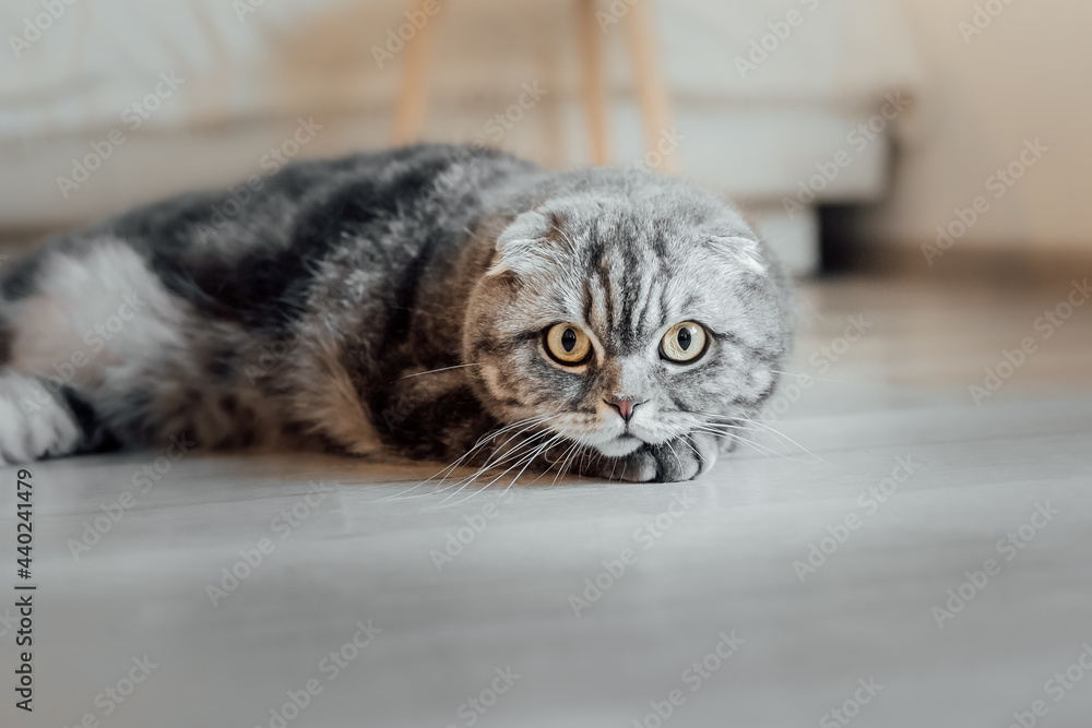 Scottish fold cat at home