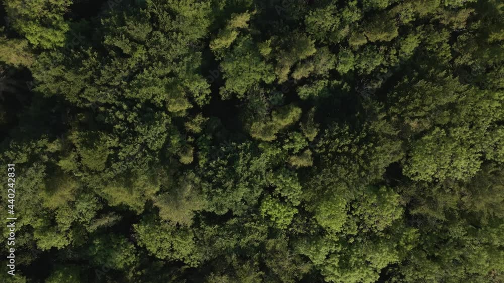 Drone Shot Rising High Above Trees Drone Shot Rising High Above Trees