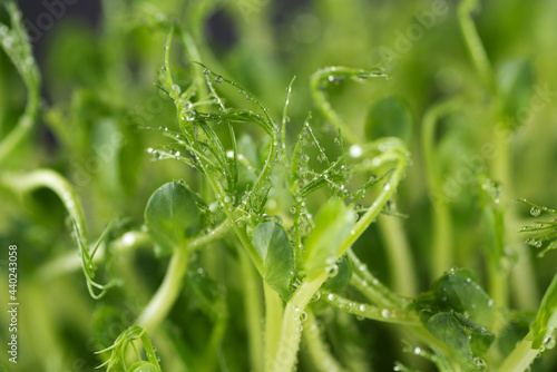 Micro grass greens pea sprouts close-up with water drops.