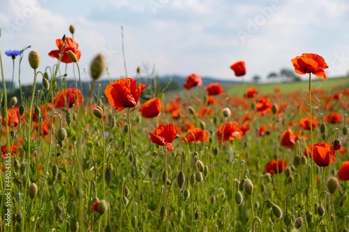 field with blossoming bright red poppies