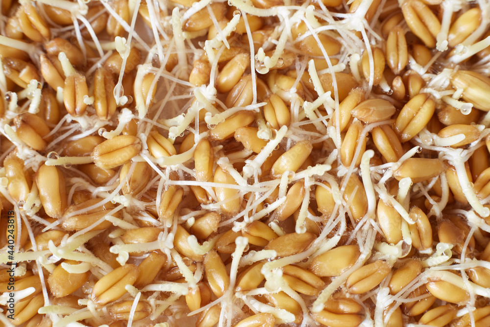wheat germ close up for background or texture theme proper nutrition wheat germ close up for background or texture theme proper nutrition