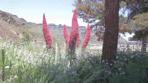 Tajinastes en flor, en el Teide , Tenerife photo