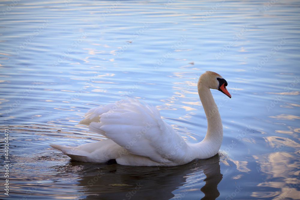 Fototapeta premium White beautiful water bird mute swan with spread wings like in a fairy tale floating in the middle of the lake in Izborsk, near Pskov. Travel of Russia.