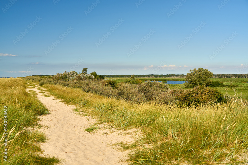 Dune and dike landscape in summer in Markgrafenheide Dune and dike landscape in summer in Markgrafenheide