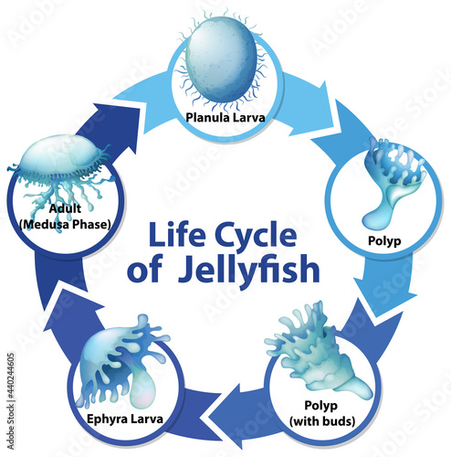 Diagram showing life cycle of Jellyfish
