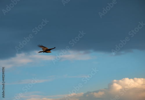 Rough-legged buzzard . Buzzard soars in the sky. Beautiful flying big bird of prey. 
