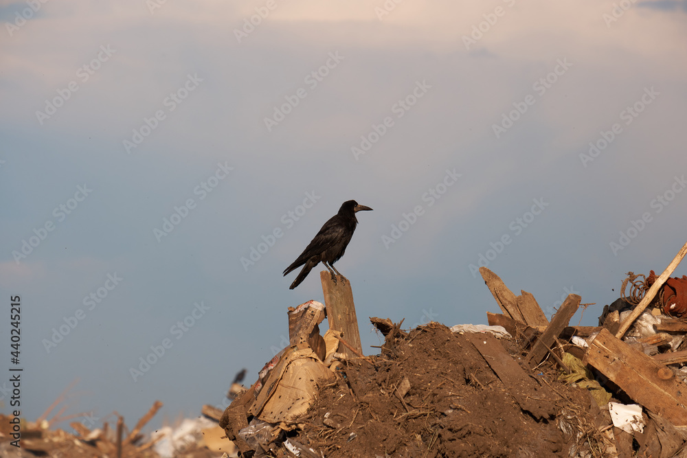 crow sitting on a mountain of garbage
