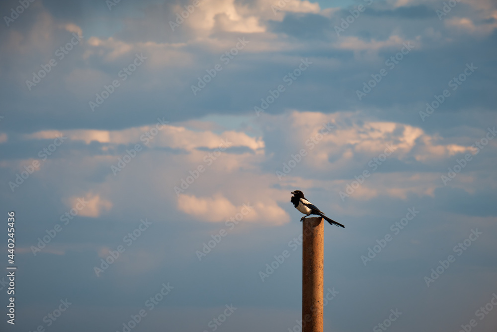 Eurasian magpie sitting on an iron pipe