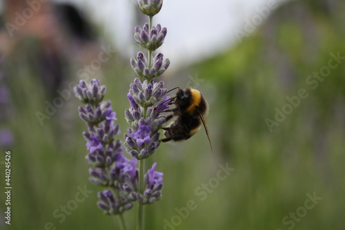 Lavendel