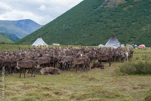 A herd of reindeer at the camp of modern nomadic reindeer herders. Yamal, Russia photo