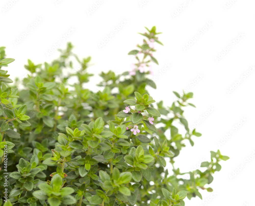 Thymus citriodorus AKA lemon thyme, isolated on white background Thymus citriodorus AKA lemon thyme, isolated on white background