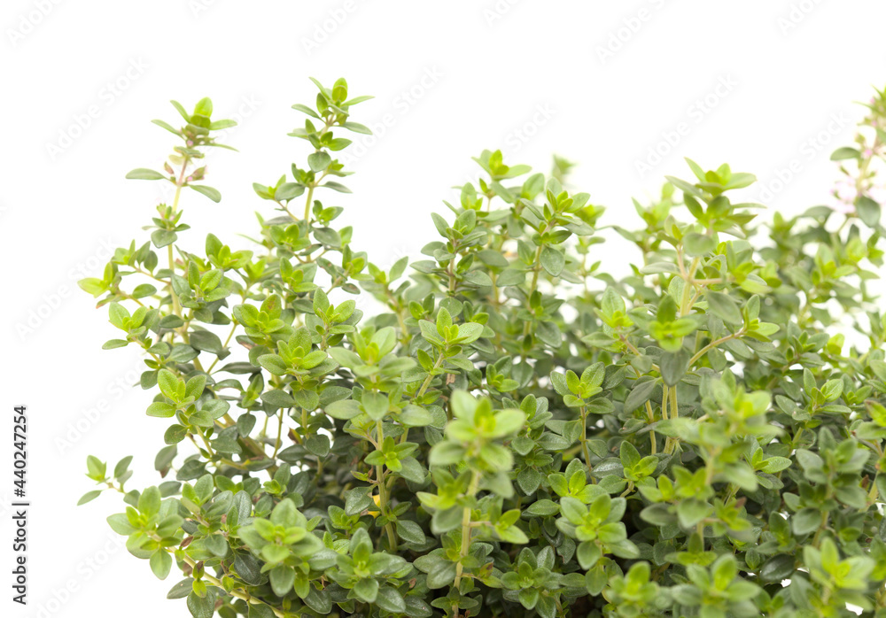 Thymus citriodorus AKA lemon thyme, isolated on white background Thymus citriodorus AKA lemon thyme, isolated on white background