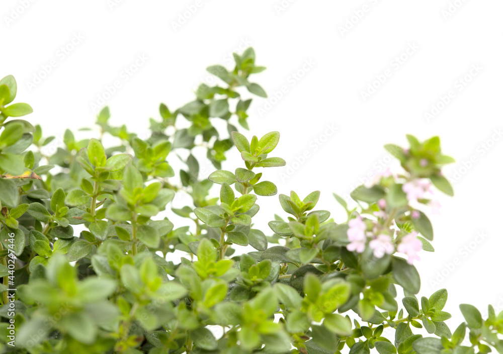 Thymus citriodorus AKA lemon thyme, isolated on white background Thymus citriodorus AKA lemon thyme, isolated on white background