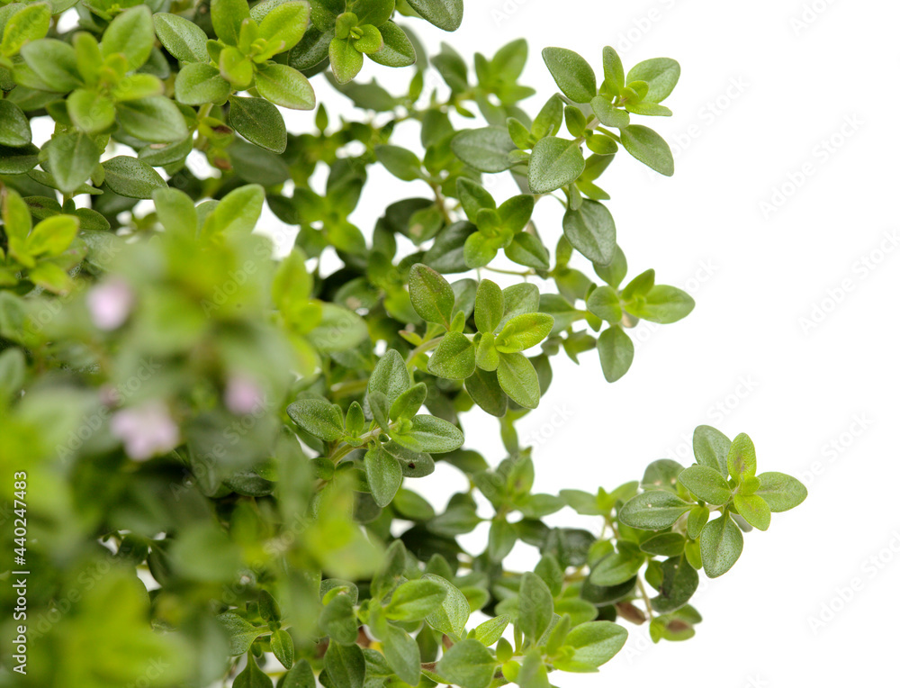 Thymus citriodorus AKA lemon thyme, isolated on white background Thymus citriodorus AKA lemon thyme, isolated on white background