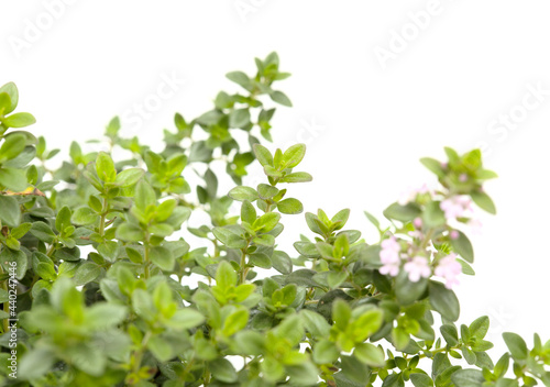 Thymus citriodorus AKA lemon thyme, isolated on white background