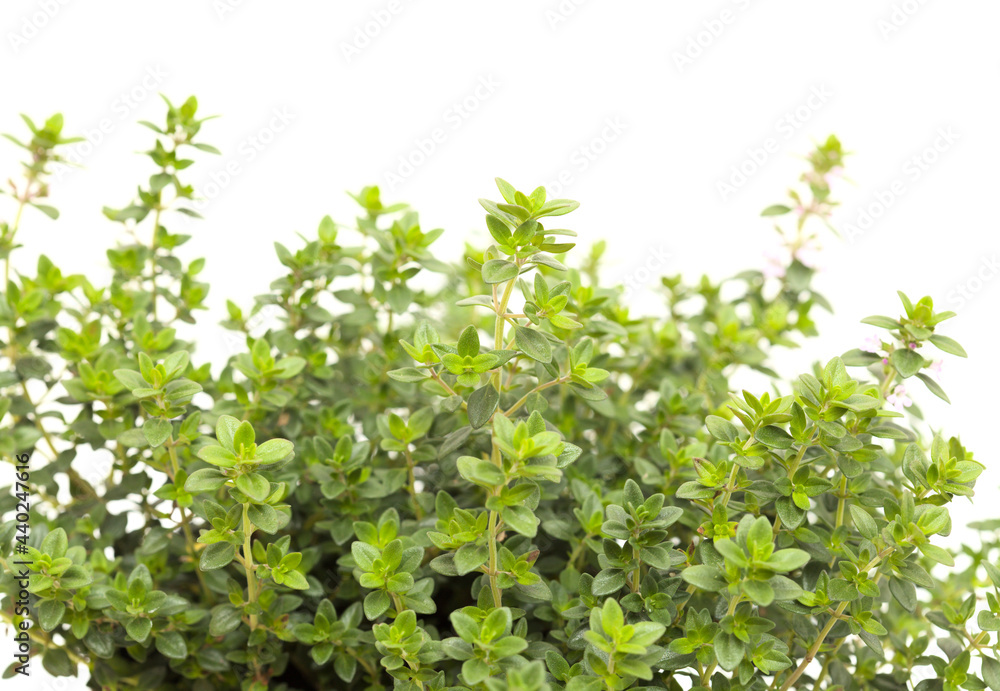 Thymus citriodorus AKA lemon thyme, isolated on white background Thymus citriodorus AKA lemon thyme, isolated on white background