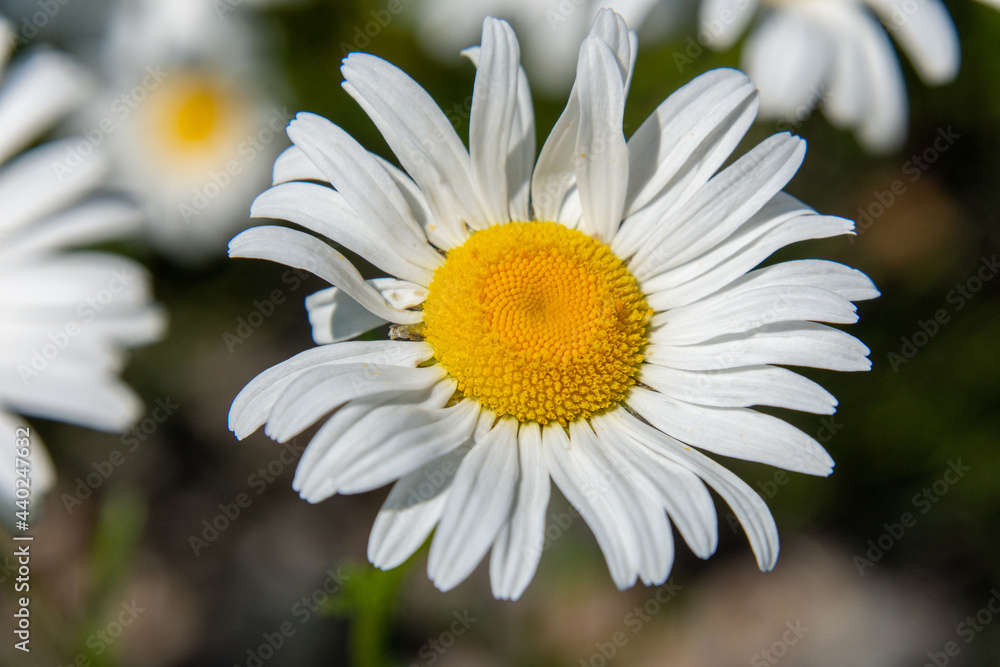 Fototapeta premium wild daisies flowers in the fields in the province of Quebec, Canada