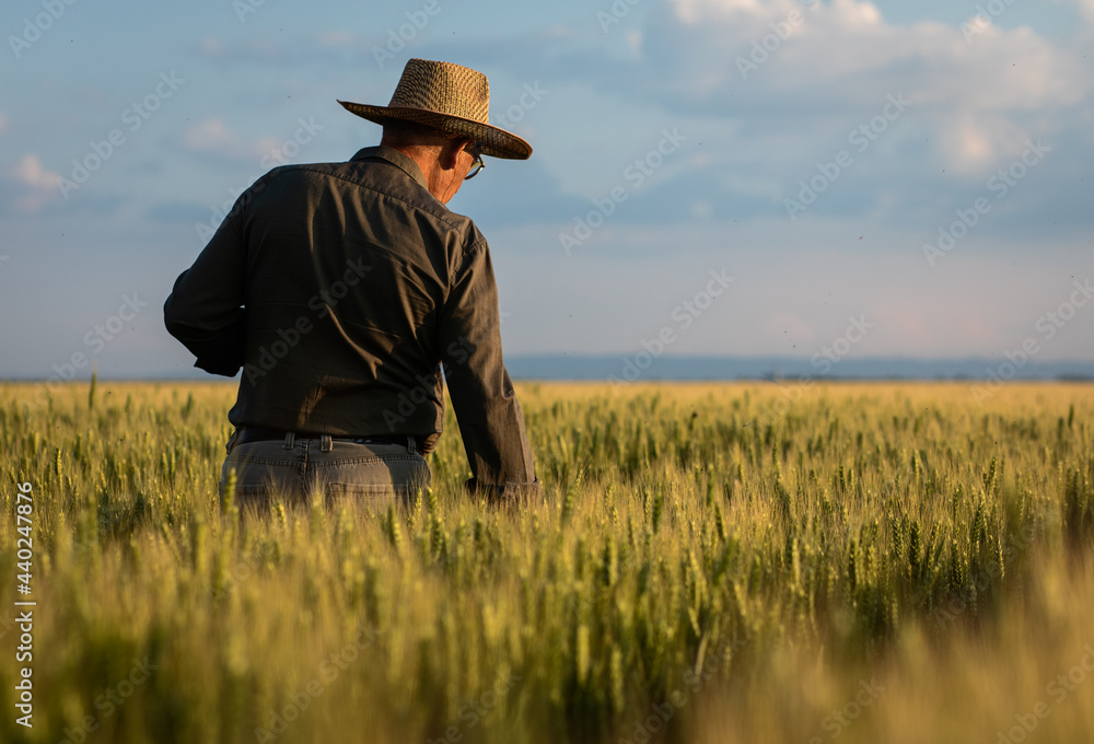 Senior farmer standing in wheat field examining crop at sunset. Senior farmer standing in wheat field examining crop at sunset.