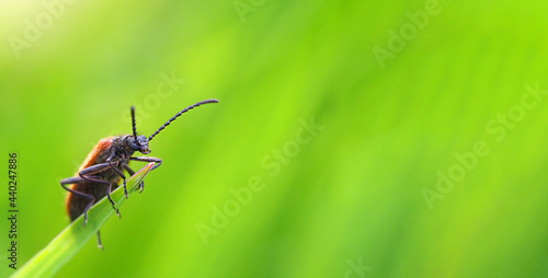 brown beetle on green grass macrophotography © Laptinoff Juliette