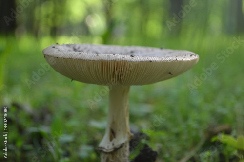 A beautiful mushroom in the green forest thicket.