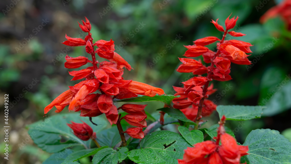 Beautiful Red Salvia Flowers In Spring In The Botanical Garden Beautiful Red Salvia Flowers In Spring In The Botanical Garden