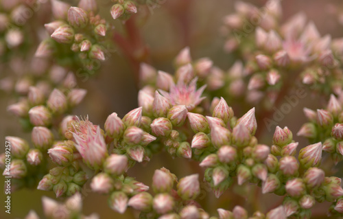 Flora of Gran Canaria -  Aeonium percarneum, succulent plant endemic to the island, natural macro floral background
 photo