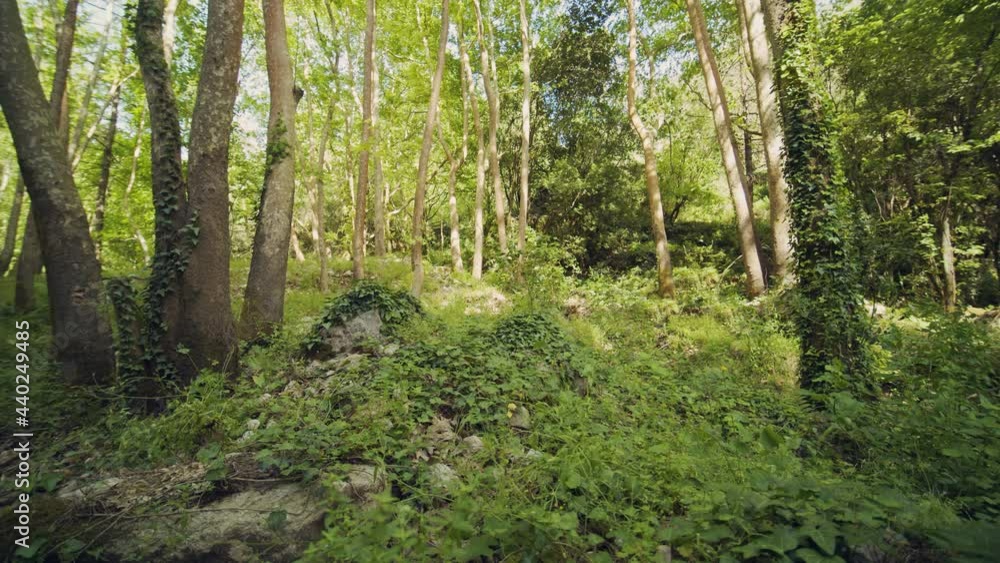 Forest in Spring Forest in Spring