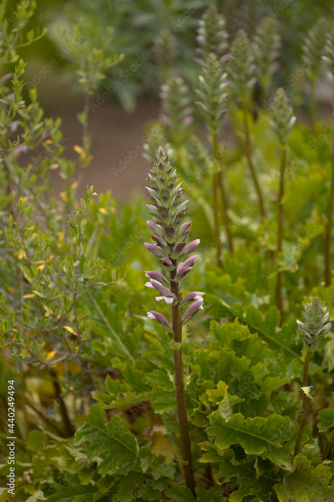 Flora of Gran Canaria - Acanthus mollis, bear's breeches plant introduced to the Canary islands, natural macro floral background
Flora of Gran Canaria - Acanthus mollis, bear's breeches plant introduced to the Canary islands, natural macro floral background