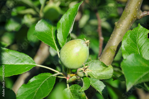 Unripe apples growing on a tree in the orchard