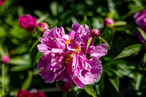 flowers and bees