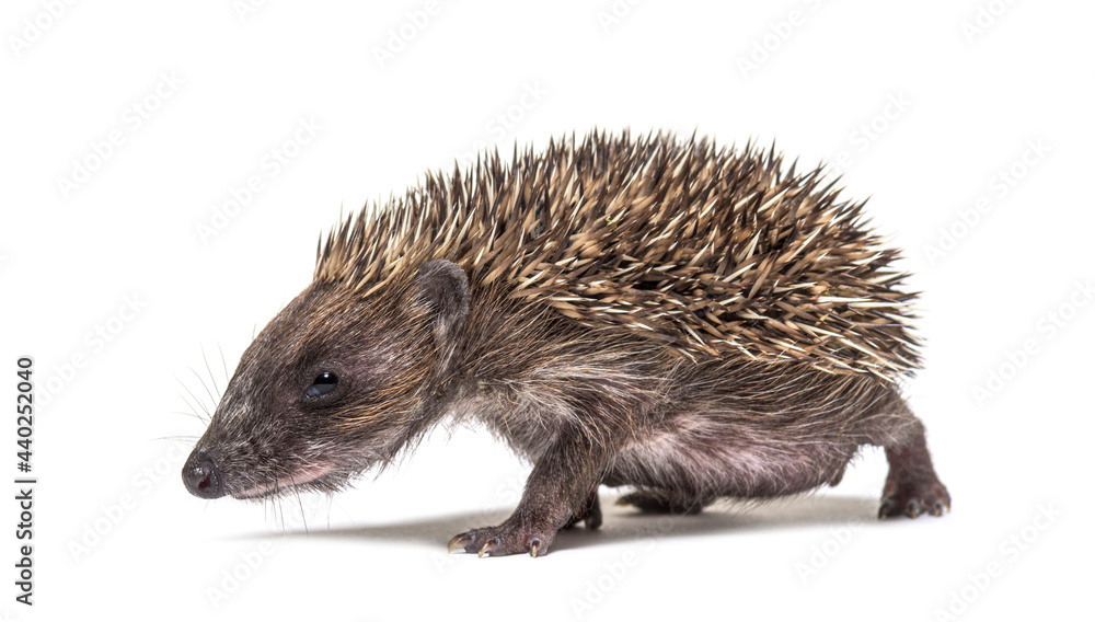 Side view of a Young European hedgehog walking away, isolated on white Side view of a Young European hedgehog walking away, isolated on white