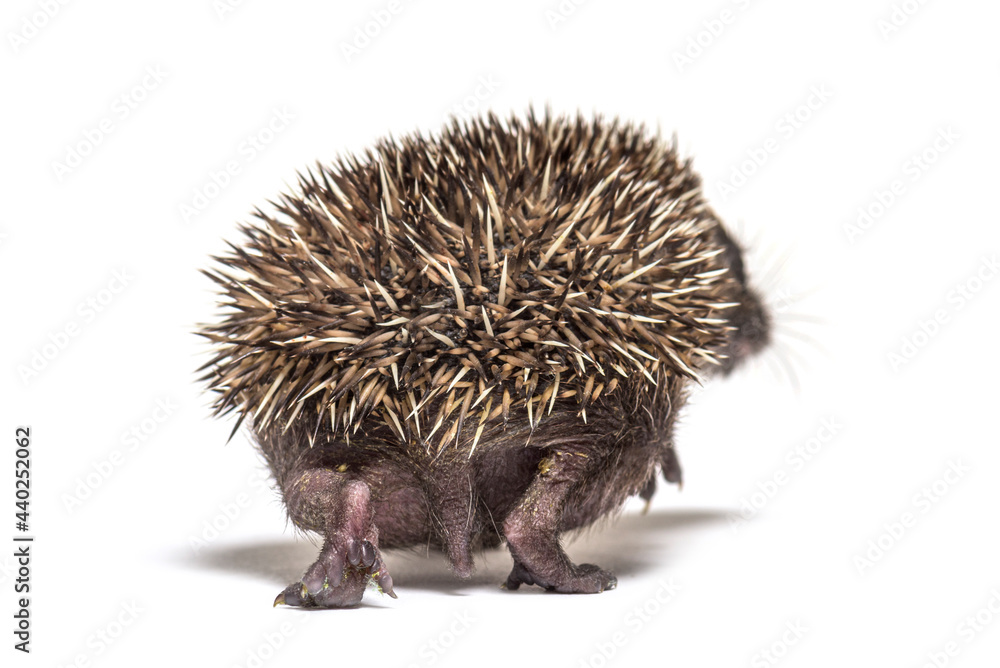 Obraz premium Back view of a Young European hedgehog walking away