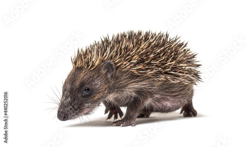 Walking Young European hedgehog looking at the camera, isolated on white © Eric Isselée