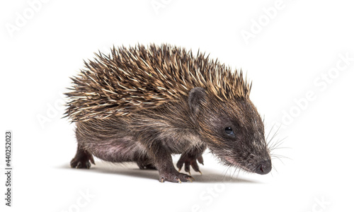 Walking Young European hedgehog looking at the camera, isolated on white © Eric Isselée
