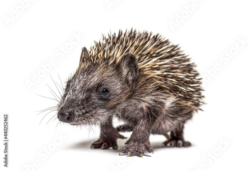Young European hedgehog coming to the camera, Walking, isolated © Eric Isselée