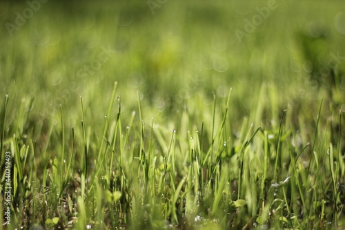 green grass background