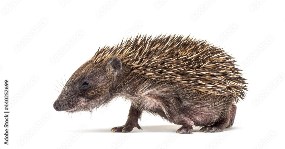 Fototapeta premium Side view of a baby European hedgehog walking on a white background