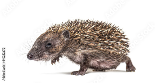 Side view of a baby European hedgehog walking on a white background © Eric Isselée