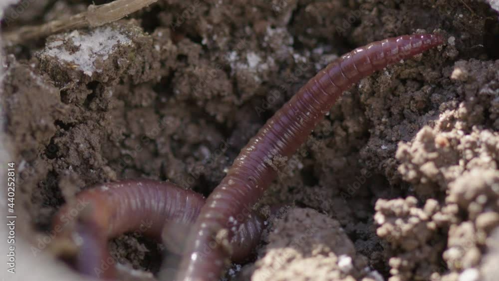 AGRICULTURE - Earthworm moving in topsoil, close up shot AGRICULTURE - Earthworm moving in topsoil, close up shot