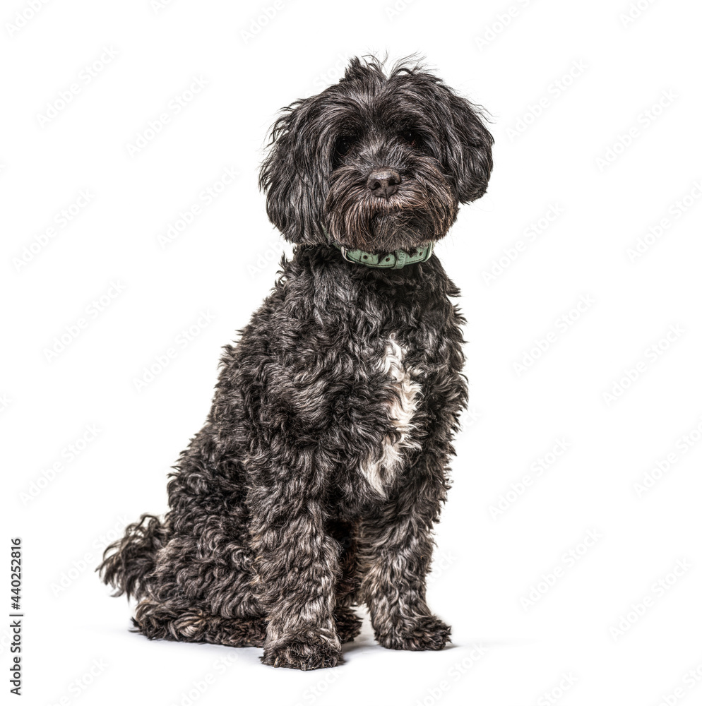 Black Tibetan spaniel wearing a bleu collar, isolated