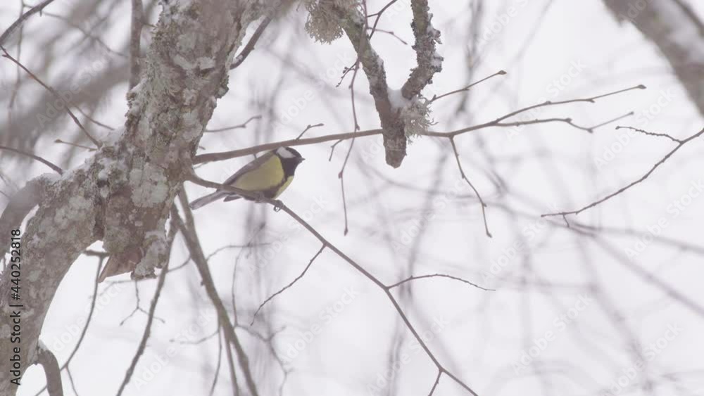 Great tit bird on leafless tree branch during snowy winter, Sweden, medium shot Great tit bird on leafless tree branch during snowy winter, Sweden, medium shot