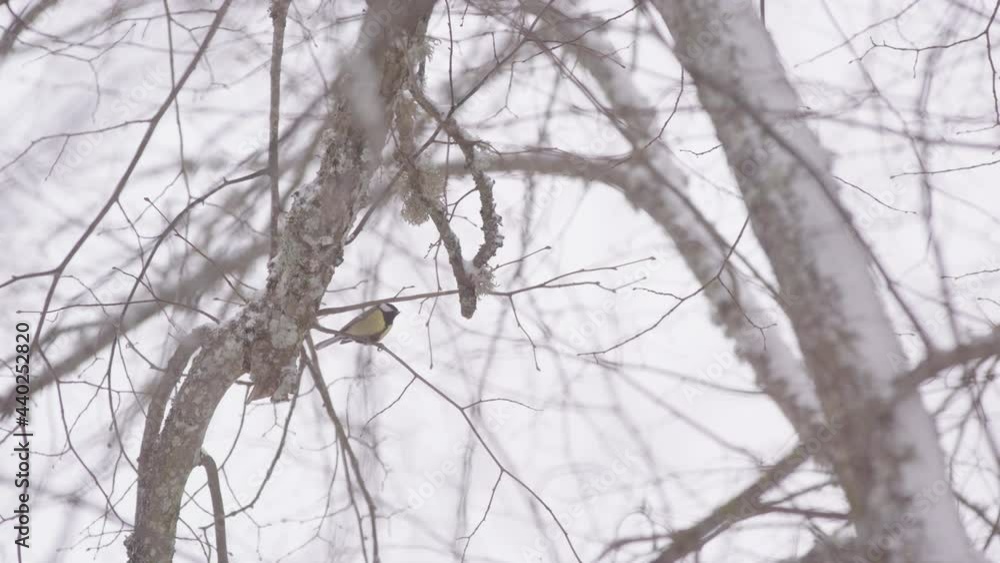Great tit bird on leafless tree branch during snowy winter, Sweden, wide shot Great tit bird on leafless tree branch during snowy winter, Sweden, wide shot